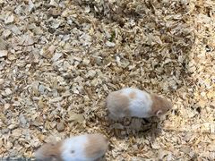 -怪兽屋·羊驼·猫咖·狗咖(俊华广场店)