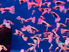 -山东柏宁水族批发广场