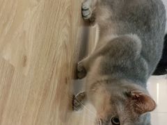 -COLOR PETS 撸猫馆·购猫·猫咖(长风大悦城店)