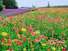 -北纬44度·金珠花海休闲农业旅游景区