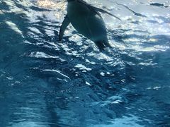 -珠海长隆海洋王国