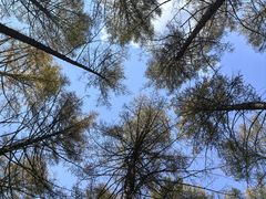 -塞罕坝国家级自然保护区