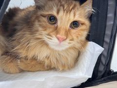 -纳吉亚猫专科动物诊疗中心(蒋宅口分院)