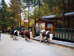 -苏木山森林公园