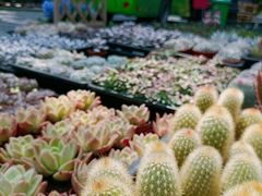 -深圳仙湖植物园