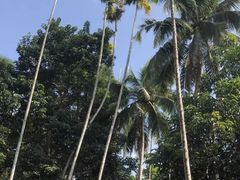 -海南槟榔谷黎苗文化旅游区