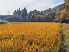 -八卦田遗址公园