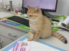 -宠颐生汉谟拉比宠物医院