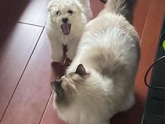 -翊宠yipet猫狗购宠庄园犬舍•猫舍