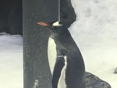 -悉尼海洋生物水族馆