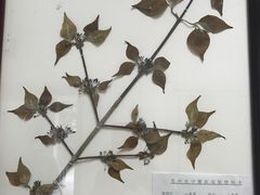 -中医院-的食堂