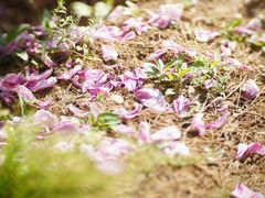 -国家植物园南园