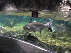 -暹罗海洋世界