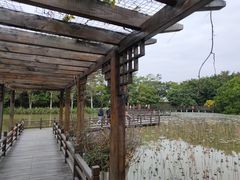 -大湾区中央湿地公园