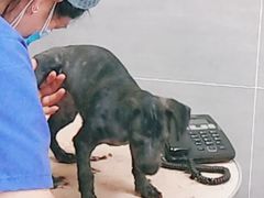 -宠福鑫康馨动物医院·骨科·眼科