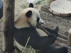 -大连森林动物园