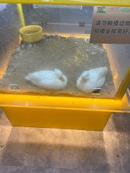 -神奇动物撸宠馆·羊驼·小浣熊·异宠(豫园店)