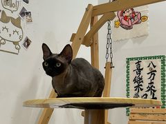 -楼上猫咖(罗湖店)