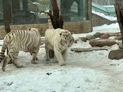 -北京野生动物园