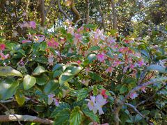 -EG Waterhouse Camellia Gardens Sutherland Shire