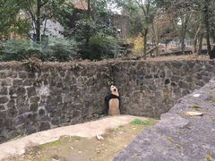 -都江堰中华大熊猫苑
