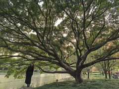 -江心屿景区