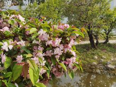-石家庄市植物园