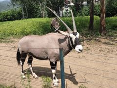 -大连森林动物园