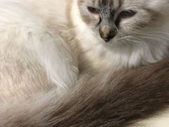 -喵的天空名猫咖啡馆·撸猫·猫舍·用品