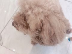 -恒幸动物医院·急重症转诊中心·神经内外科·CT核磁