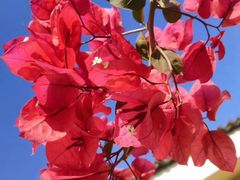 -三圣花乡旅游区