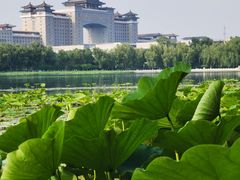-莲花池公园