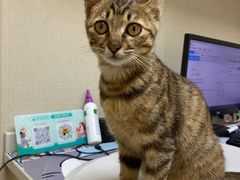 -安安宠医宠物医院·异宠·犬猫内科(岳阳分院)