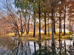 -贡湖湾湿地公园