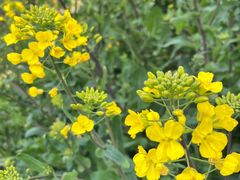 -广富林郊野公园