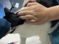 -联合动物医院(光谷诊疗中心)