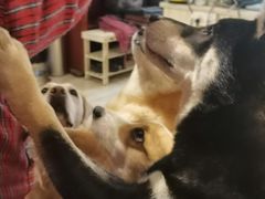 -萌喵宠狗爱心宠咖