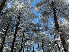 -黄山玉屏楼宾馆餐厅