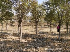 -淇河国家湿地公园