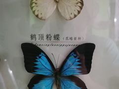 -蝴蝶泉公园