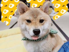 -逗柴咖啡屋·狗咖猫咖宠物桌游