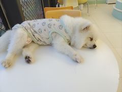 -怪兽屋·羊驼·猫咖·狗咖(俊华广场店)