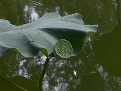 -团结湖公园