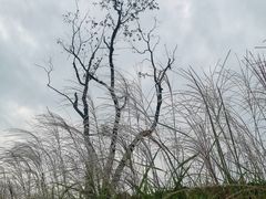 -羊山湖公园