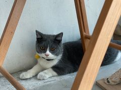 -猫小院猫主题餐厅(三里屯店)