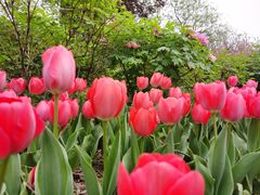 -洛阳郁金香牡丹园