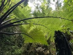 -怀托摩萤火虫洞