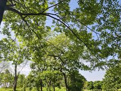 -两河城市森林公园