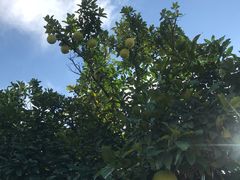 -南通洲际绿博园