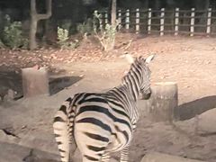 -清迈夜间动物园